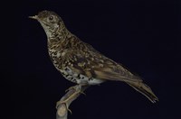 藏品(虎鶇)的圖片